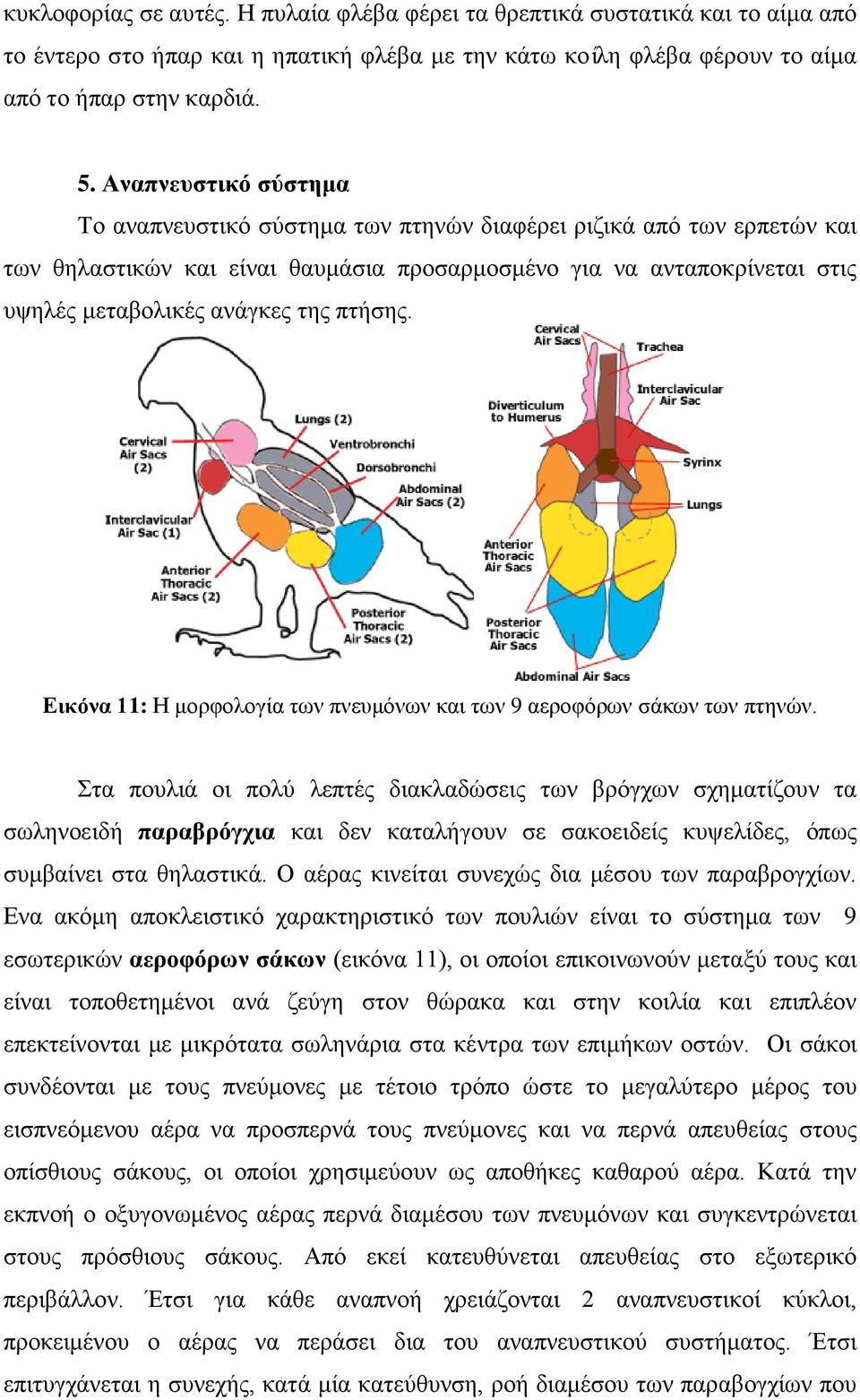 πτήσης. Εικόνα 11: Η μορφολογία των πνευμόνων και των 9 αεροφόρων σάκων των πτηνών.