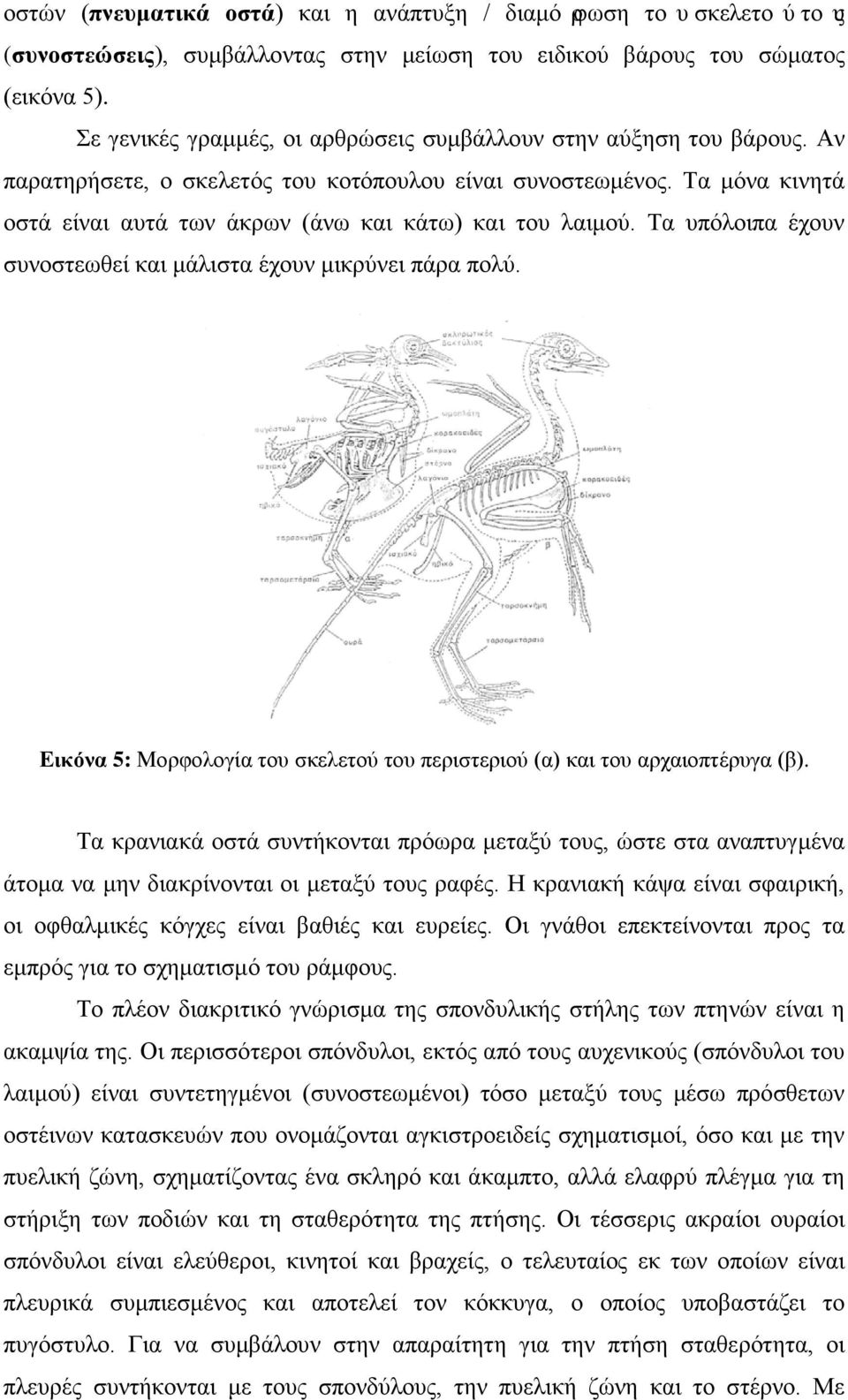 Τα μόνα κινητά οστά είναι αυτά των άκρων (άνω και κάτω) και του λαιμού. Τα υπόλοιπα έχουν συνοστεωθεί και μάλιστα έχουν μικρύνει πάρα πολύ.