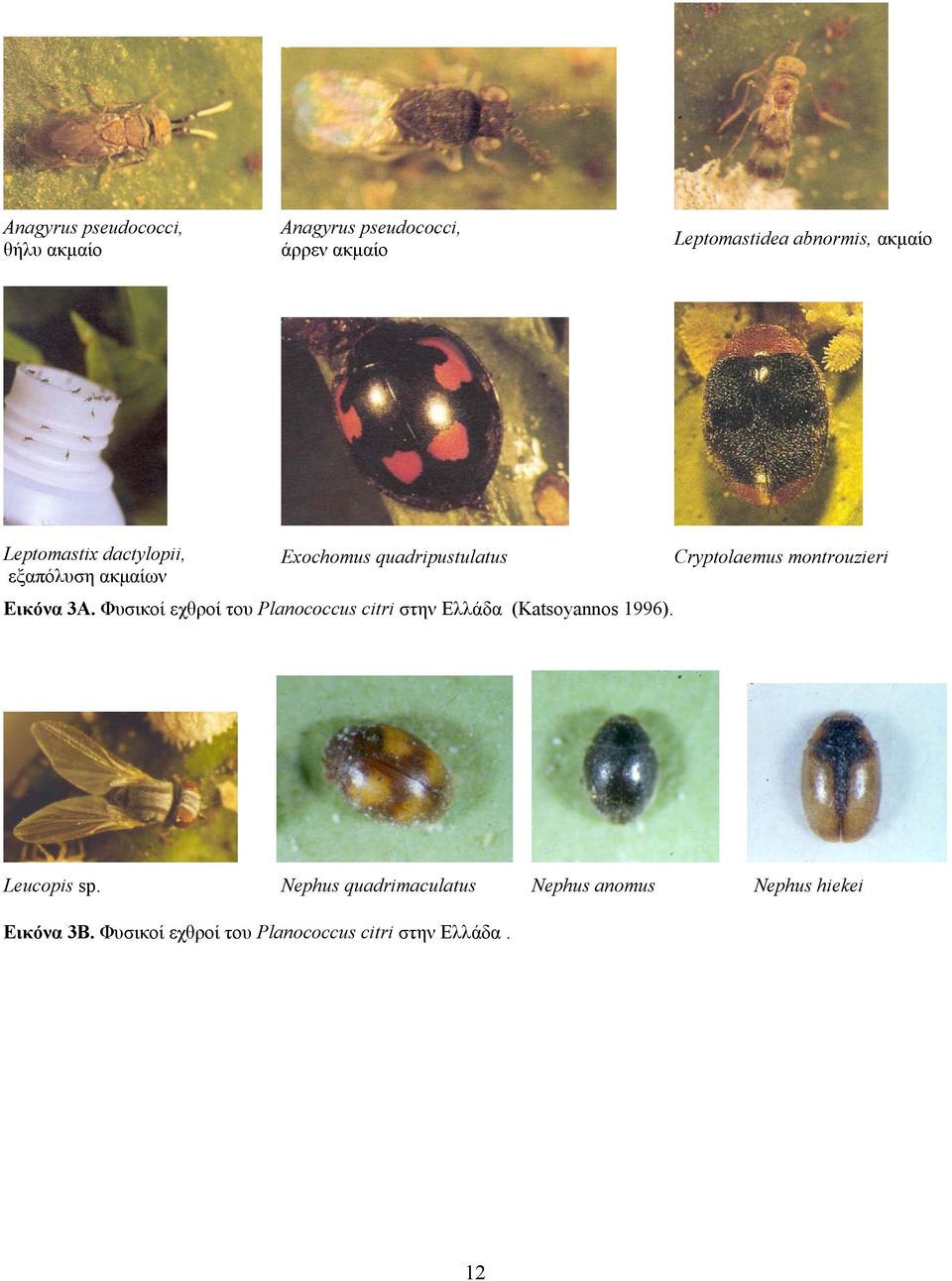 Εικόνα 3A. Φυσικοί εχθροί του Planococcus citri στην Ελλάδα (Katsoyannos 996). Leucopis sp.