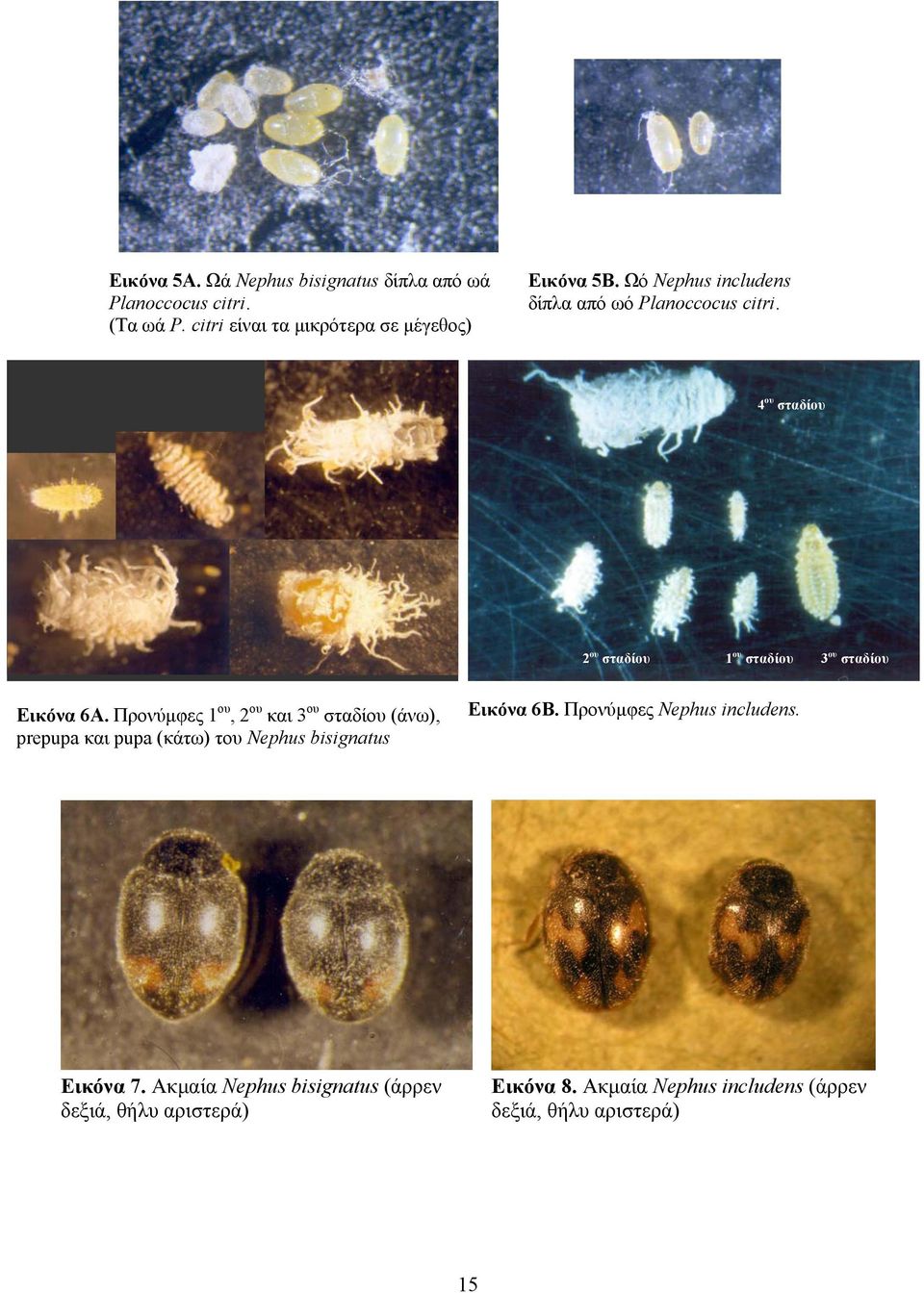Προνύμφες ου, ου και 3 ου σταδίου (άνω), prepupa και pupa (κάτω) του Nephus bisignatus Εικόνα 6Β.