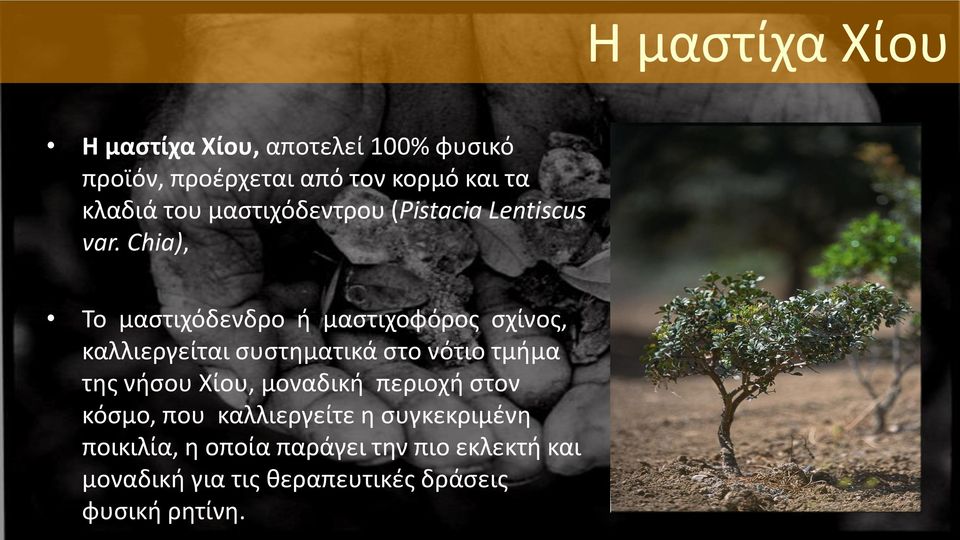 Chia), Το μαστιχόδενδρο ή μαστιχοφόρος σχίνος, καλλιεργείται συστηματικά στο νότιο τμήμα της νήσου