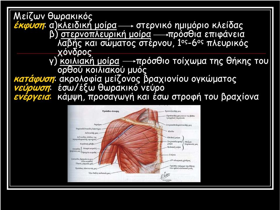 πρόσθιο τοίχωμα της θήκης του ορθού κοιλιακού μυός κατάφυση: ακρολοφία μείζονος βραχιονίου