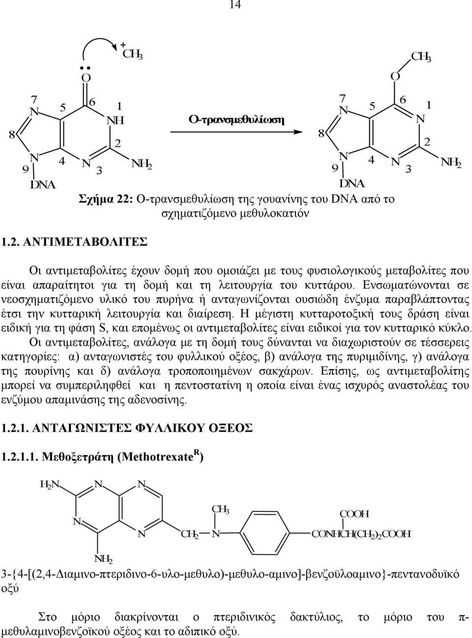 Ενσωματώνονται σε νεοσχηματιζόμενο υλικό του πυρήνα ή ανταγωνίζονται ουσιώδη ένζυμα παραβλάπτοντας έτσι την κυτταρική λειτουργία και διαίρεση.