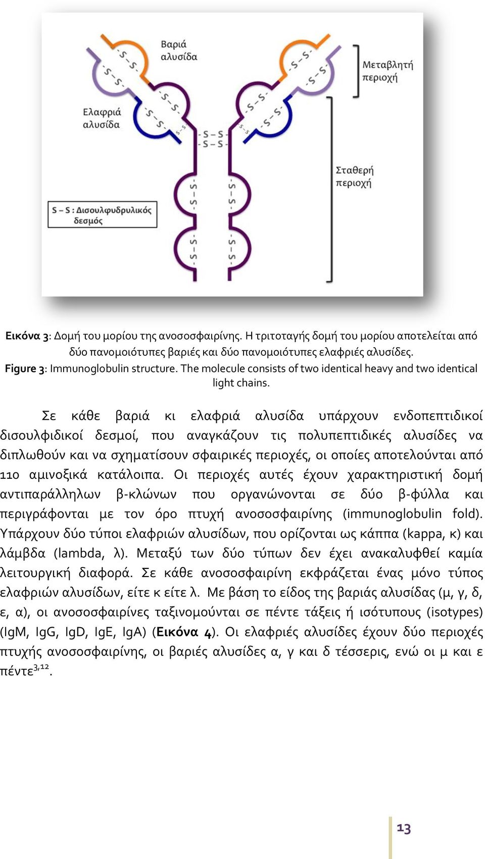 Σε κάθε βαριά κι ελαφριά αλυσίδα υπάρχουν ενδοπεπτιδικοί δισουλφιδικοί δεσμοί, που αναγκάζουν τις πολυπεπτιδικές αλυσίδες να διπλωθούν και να σχηματίσουν σφαιρικές περιοχές, οι οποίες αποτελούνται