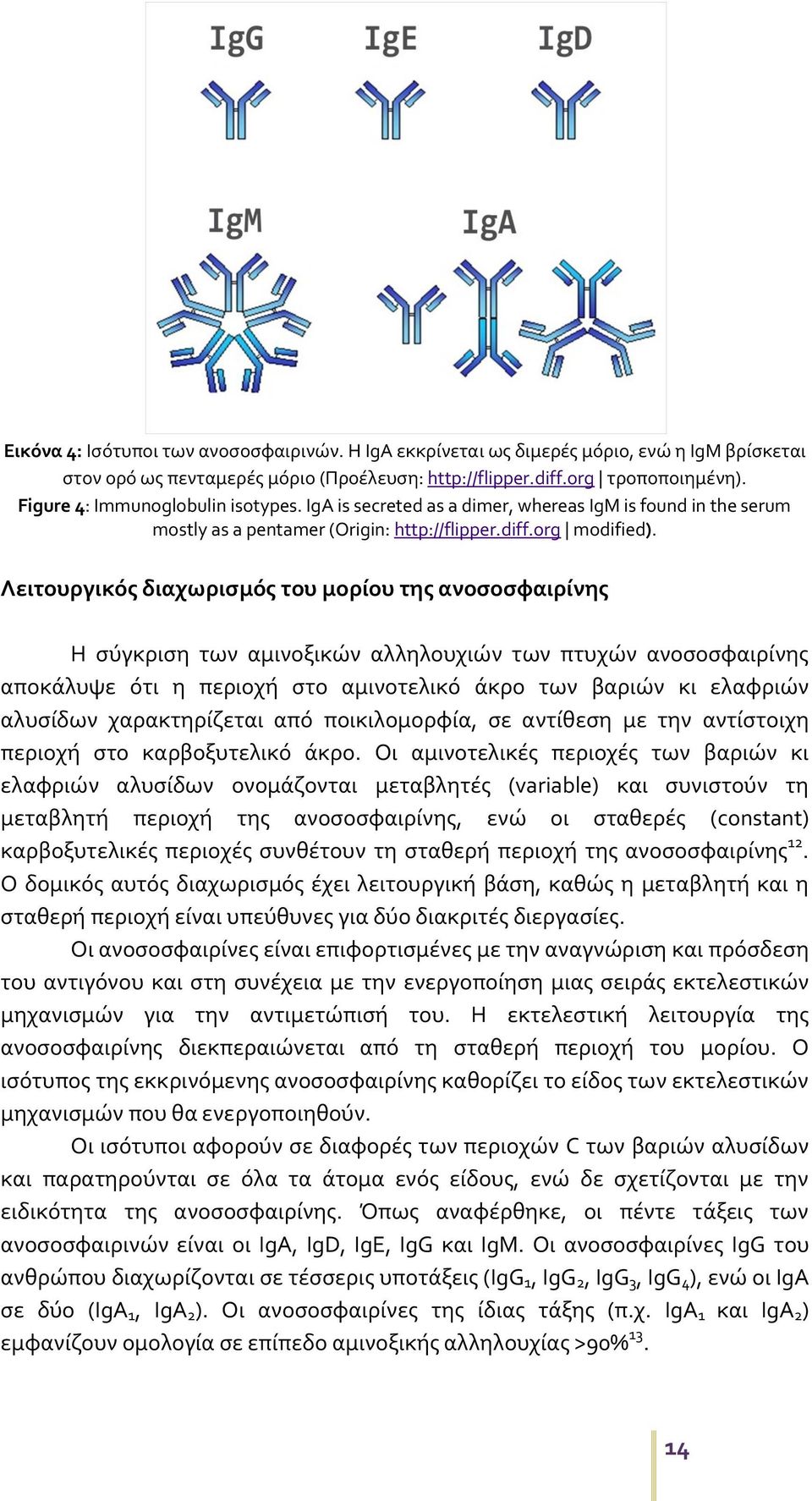 Λειτουργικός διαχωρισμός του μορίου της ανοσοσφαιρίνης Η σύγκριση των αμινοξικών αλληλουχιών των πτυχών ανοσοσφαιρίνης αποκάλυψε ότι η περιοχή στο αμινοτελικό άκρο των βαριών κι ελαφριών αλυσίδων