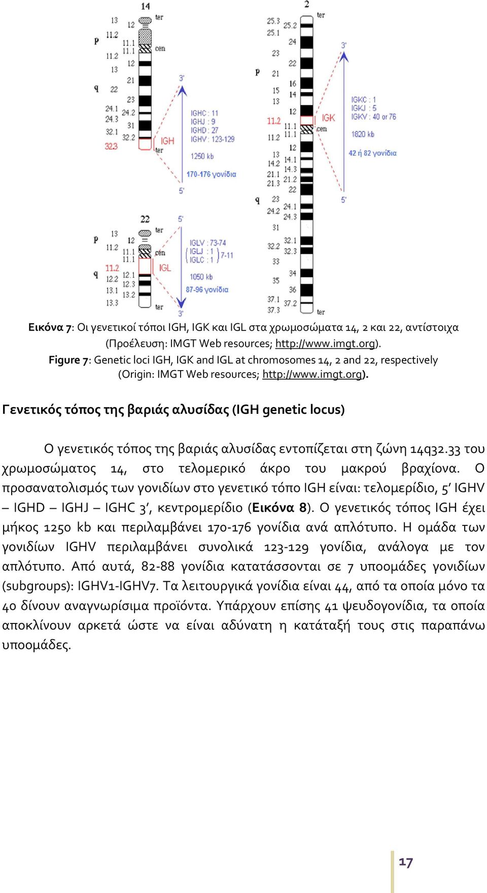 Γενετικός τόπος της βαριάς αλυσίδας (IGH genetic locus) Ο γενετικός τόπος της βαριάς αλυσίδας εντοπίζεται στη ζώνη 14q32.33 του χρωμοσώματος 14, στο τελομερικό άκρο του μακρού βραχίονα.