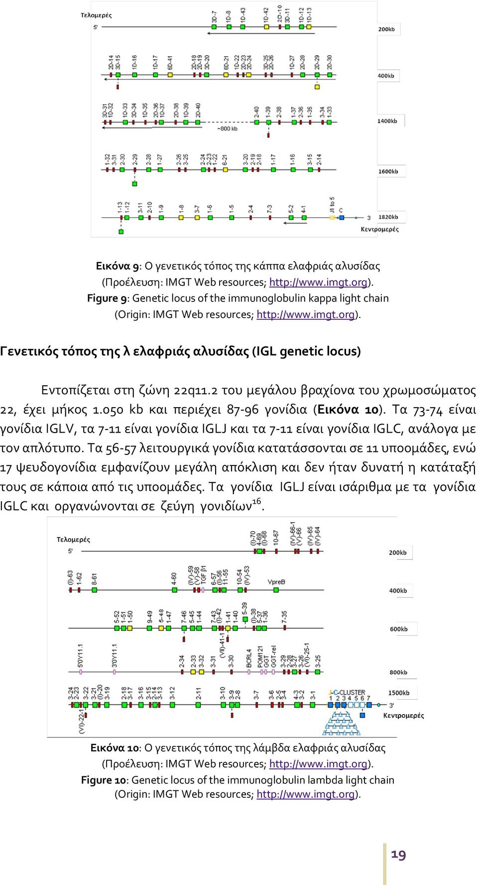 Γενετικός τόπος της λ ελαφριάς αλυσίδας (IGL genetic locus) Εντοπίζεται στη ζώνη 22q11.2 του μεγάλου βραχίονα του χρωμοσώματος 22, έχει μήκος 1.050 kb και περιέχει 87-96 γονίδια (Εικόνα 10).