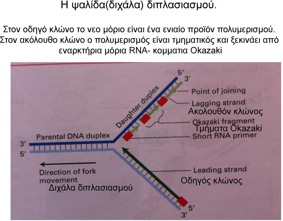 Στον ακόλουθο κλώνο ο πολυμερισμός είναι τμηματικός και ξεκινάει από