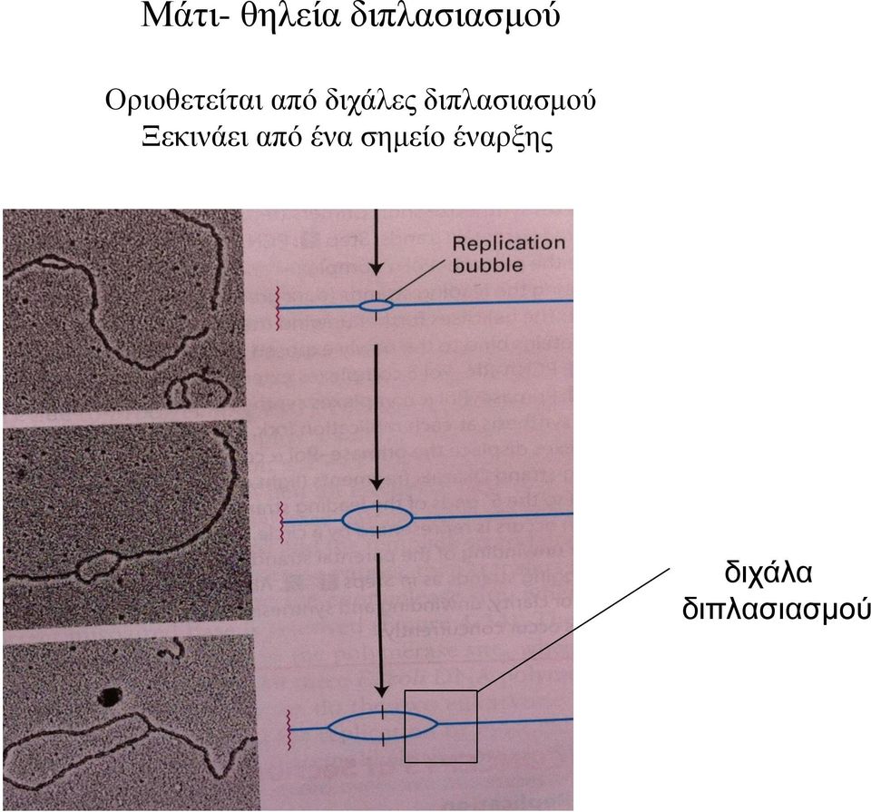 διπλασιασμού Ξεκινάει από