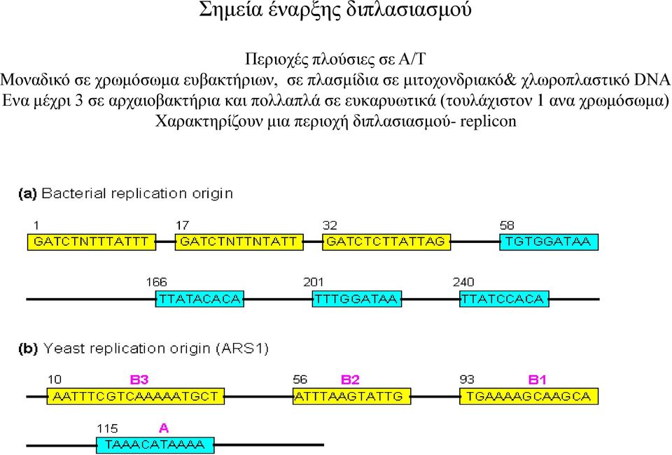 DNA Ενα μέχρι 3 σε αρχαιοβακτήρια και πολλαπλά σε ευκαρυωτικά