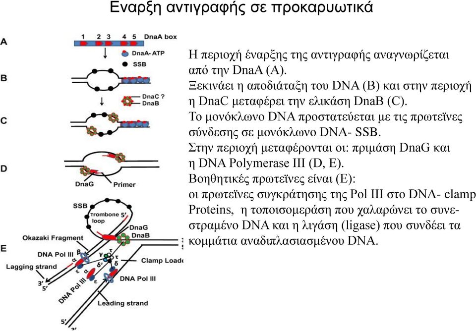 Το μονόκλωνο DNA προστατεύεται με τις πρωτεϊνες σύνδεσης σε μονόκλωνο DNA- SSB.