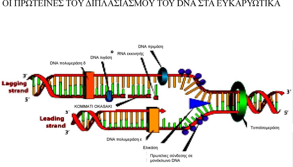 εκκινητής DNA πριμάση KOMMATI OKASAKI