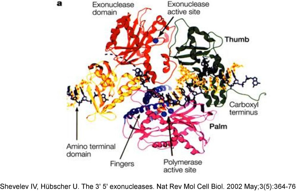 exonucleases.