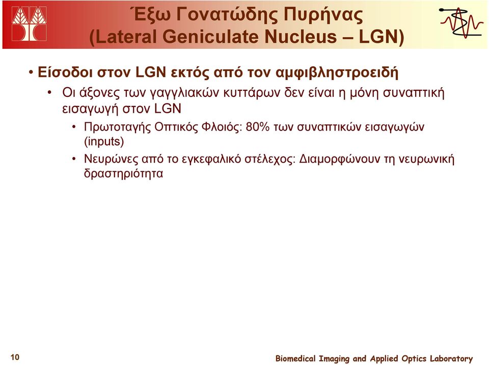 εισαγωγή στον LGN Πρωτοταγής Οπτικός Φλοιός: 80% των συναπτικών εισαγωγών