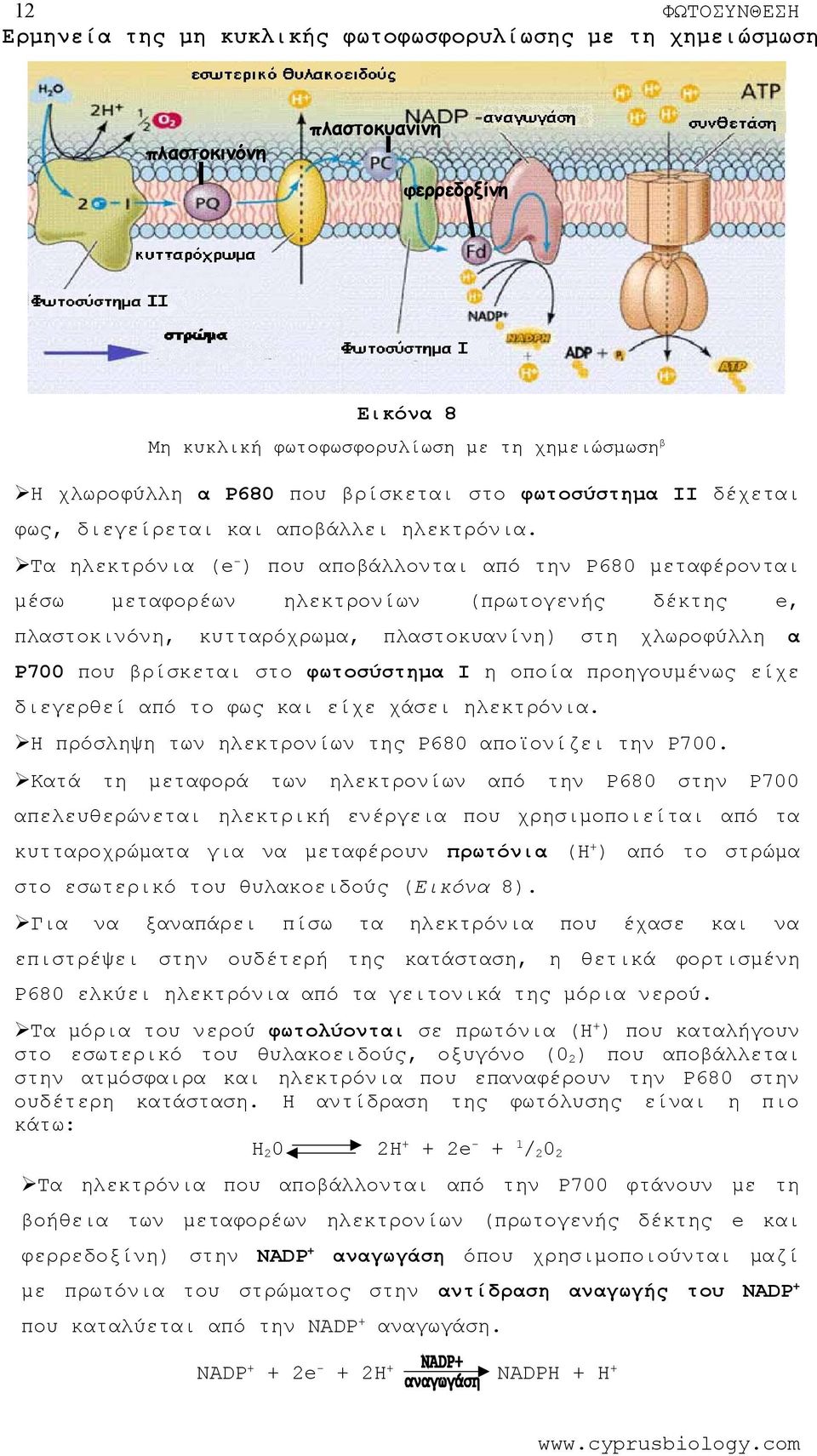 Τα ηλεκτρόνια (e-) απoβάλλoνται Ρ680 μεταφέρονται μέσω μεταφορέων πλασκινόνη, ηλεκτρονίων κυτταρόχρωμα, (πρωγενής πλασκυανίνη) δέκ σ e, χλωροφύλλη α Ρ700 βρίσκεται σ φωσύσμα Ι η οποία προηγουμένως