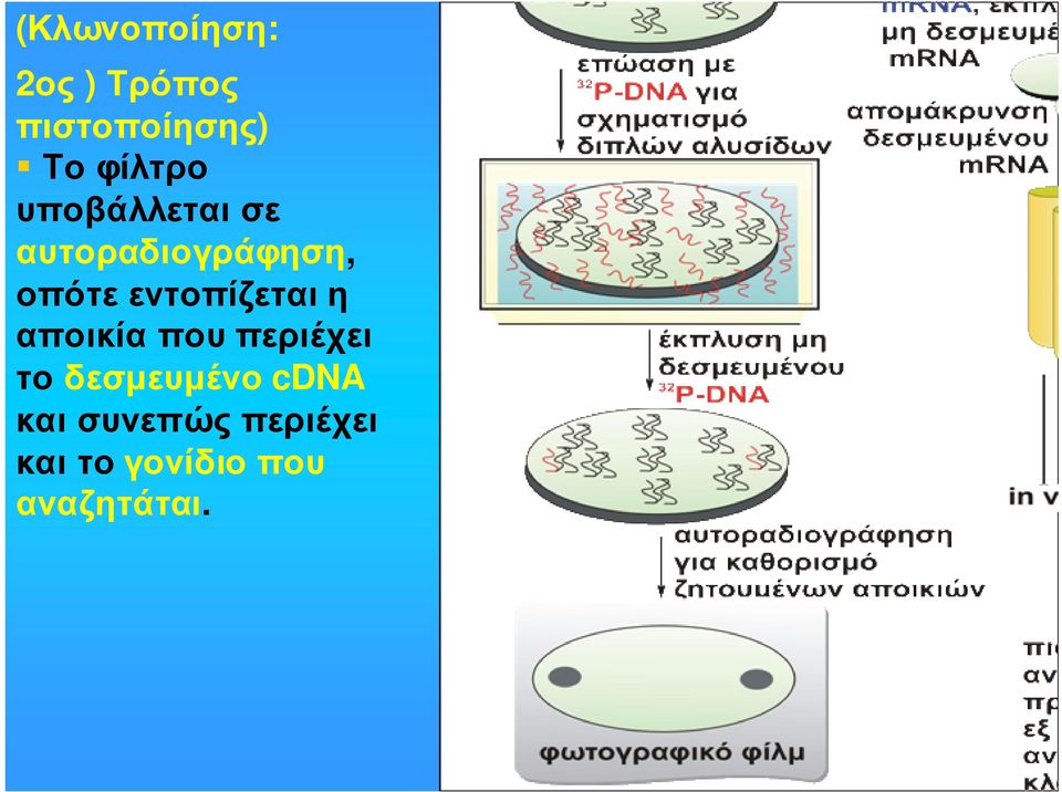 εντοπίζεται η αποικία που περιέχει το