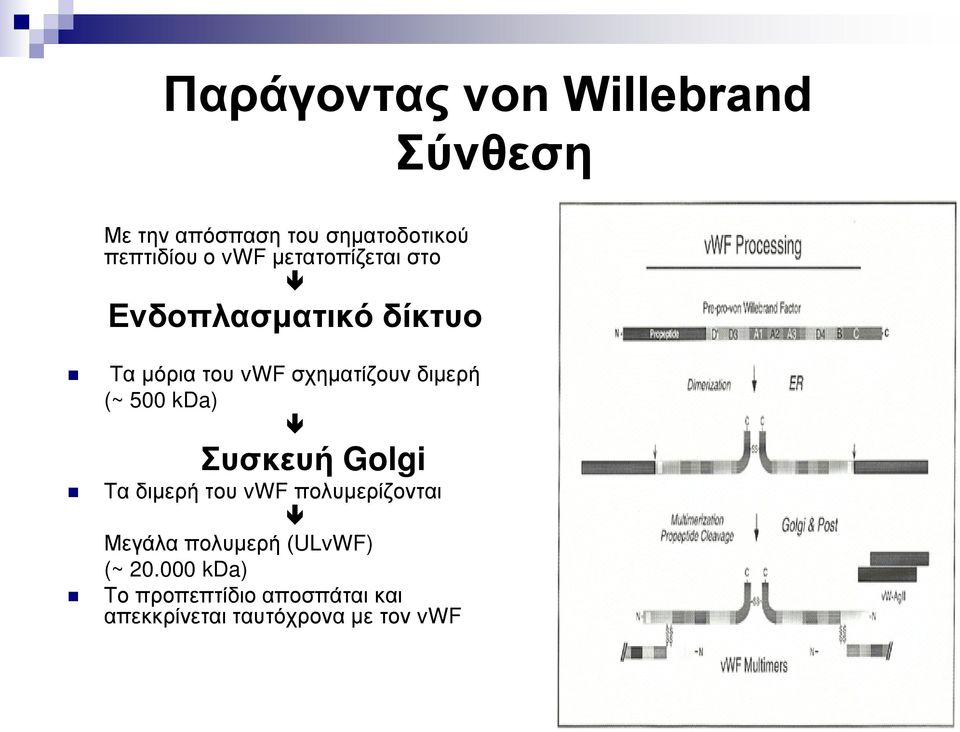 500 kda) Συσκευή Golgi Τα διμερή του vwf πολυμερίζονται Μεγάλα πολυμερή (ULvWF)