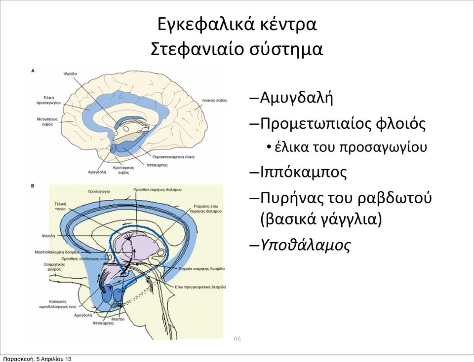 του προσαγωγίου Ιππόκαμπος Πυρήνας