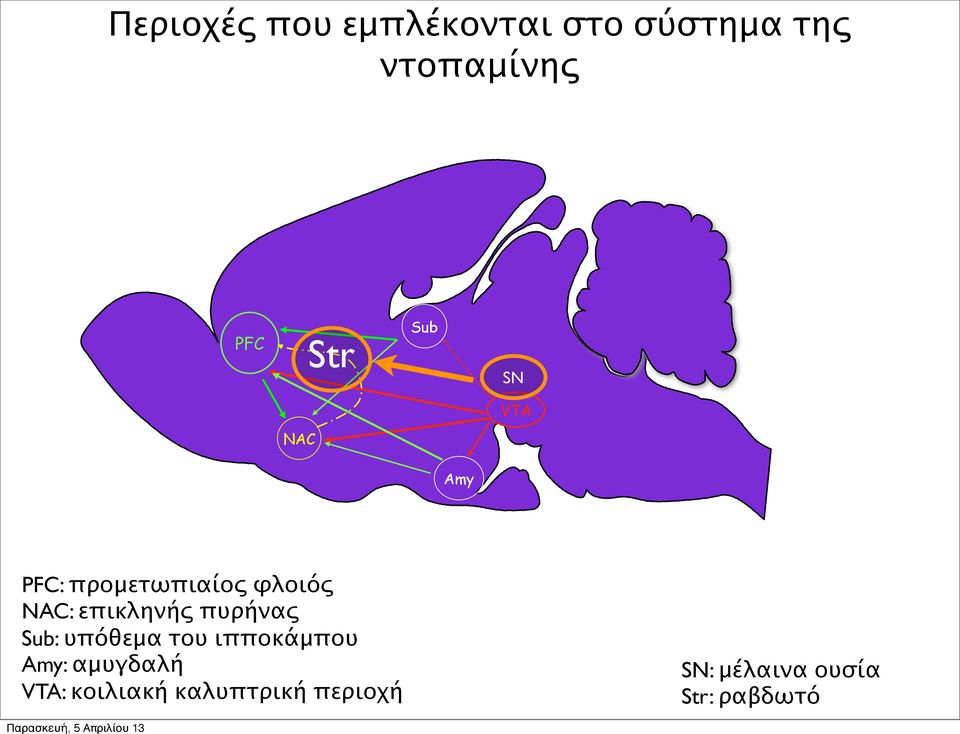 επικληνής πυρήνας Sub: υπόθεμα του ιπποκάμπου Amy: