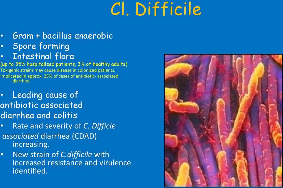 25% of cases of antibiotic- associated diarrhea Leading cause of antibiotic associated diarrhea and colitis Rate and