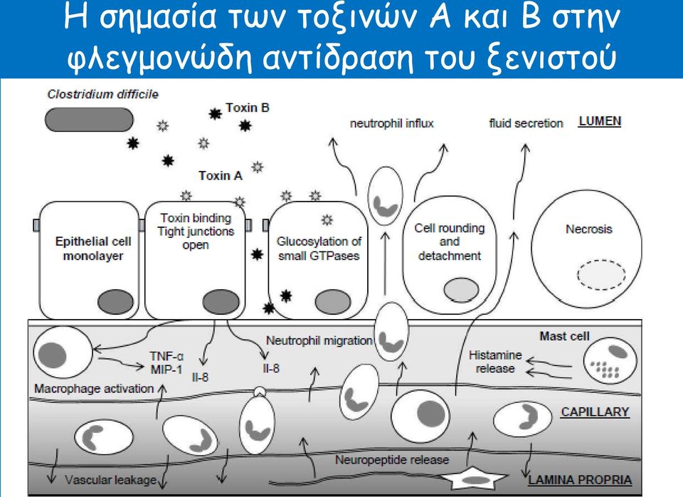 στην φλεγμονώδη