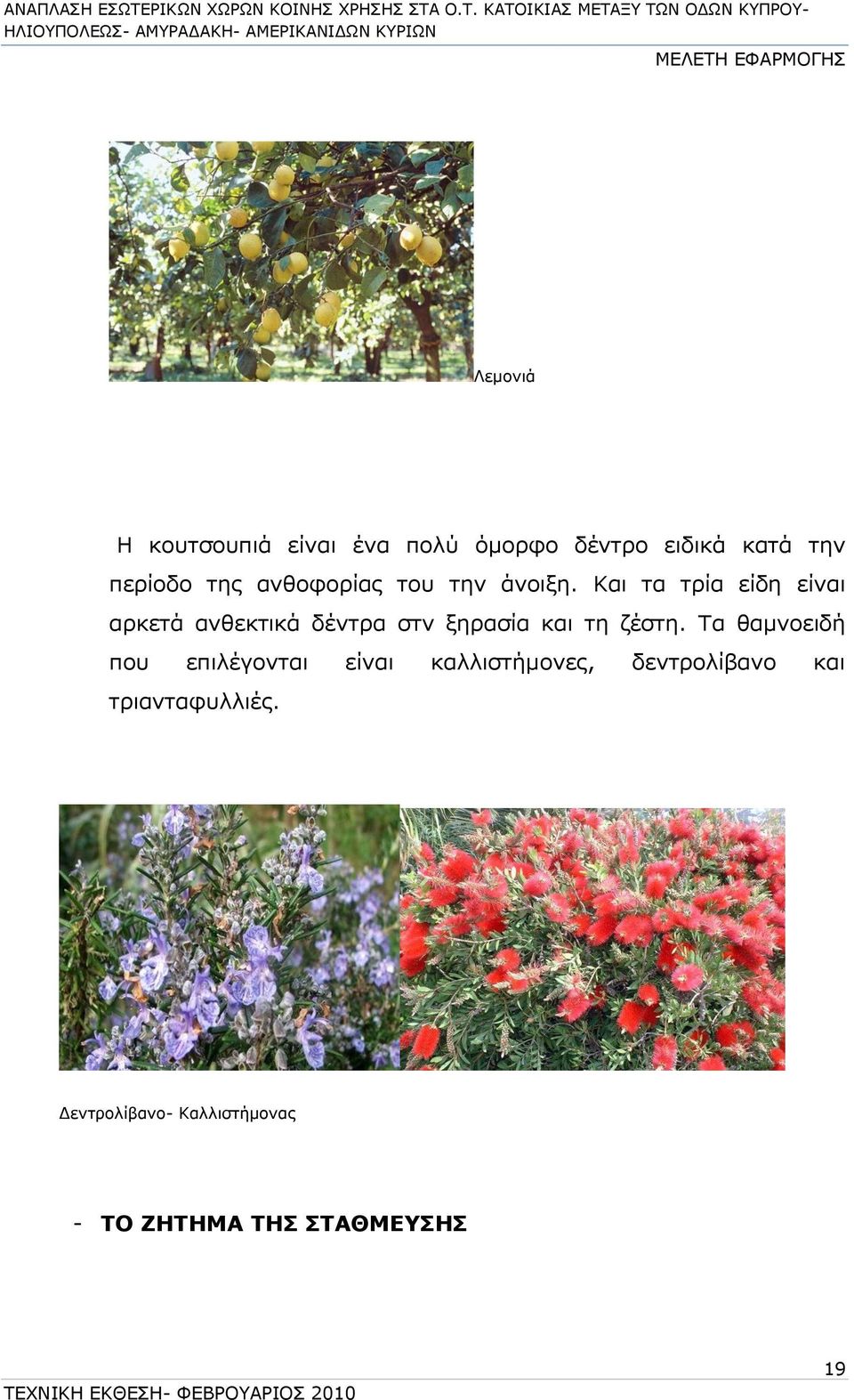 Και τα τρία είδη είναι αρκετά ανθεκτικά δέντρα στν ξηρασία και τη ζέστη.