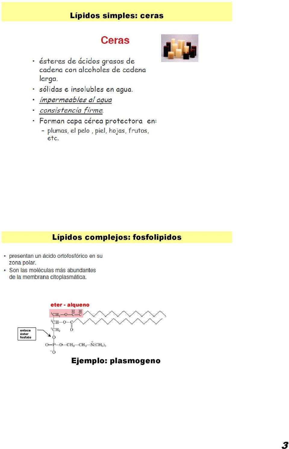 fosfolipidos eter - alqueno