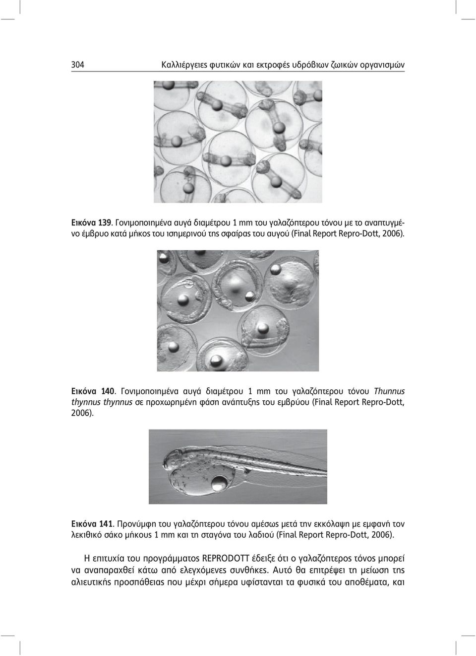 Γονιμοποιημένα αυγά διαμέτρου 1 mm του γαλαζόπτερου τόνου Thunnus thynnus thynnus σε προχωρημένη φάση ανάπτυξης του εμβρύου (Final Report Repro-Dott, 2006). Εικόνα 141.