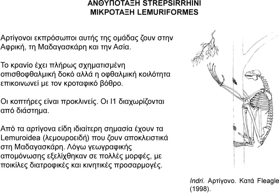 Οι κοπτήρες είναι προκλινείς. Οι I1 διαχωρίζονται από διάστημα.