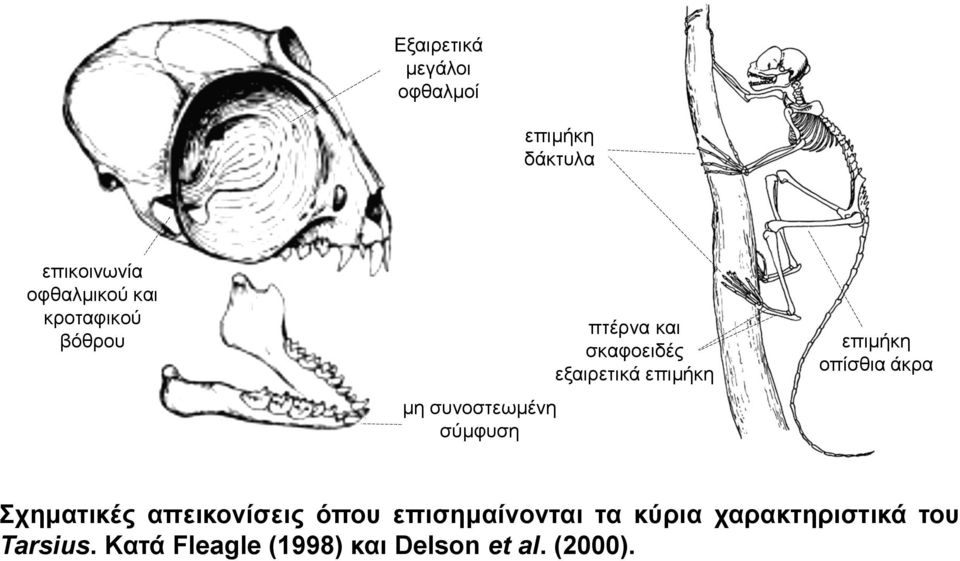 επιμήκη επιμήκη οπίσθια άκρα Σχηματικές απεικονίσεις όπου επισημαίνονται τα