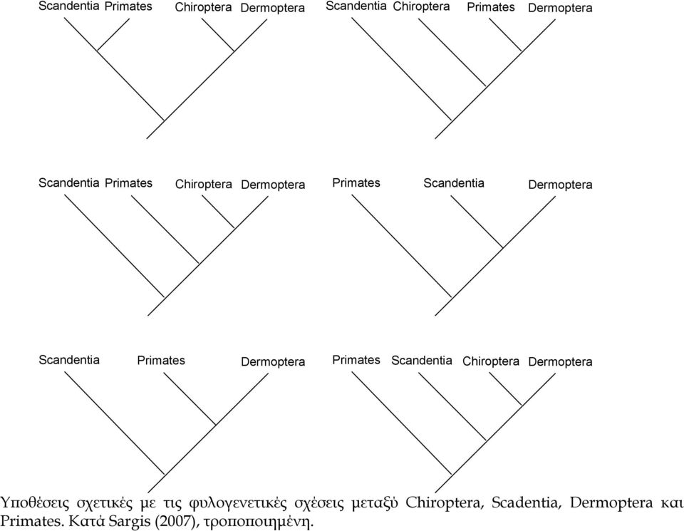 Primates Dermoptera Primates Scandentia Chiroptera Dermoptera Υποθέσεις σχετικές με τις