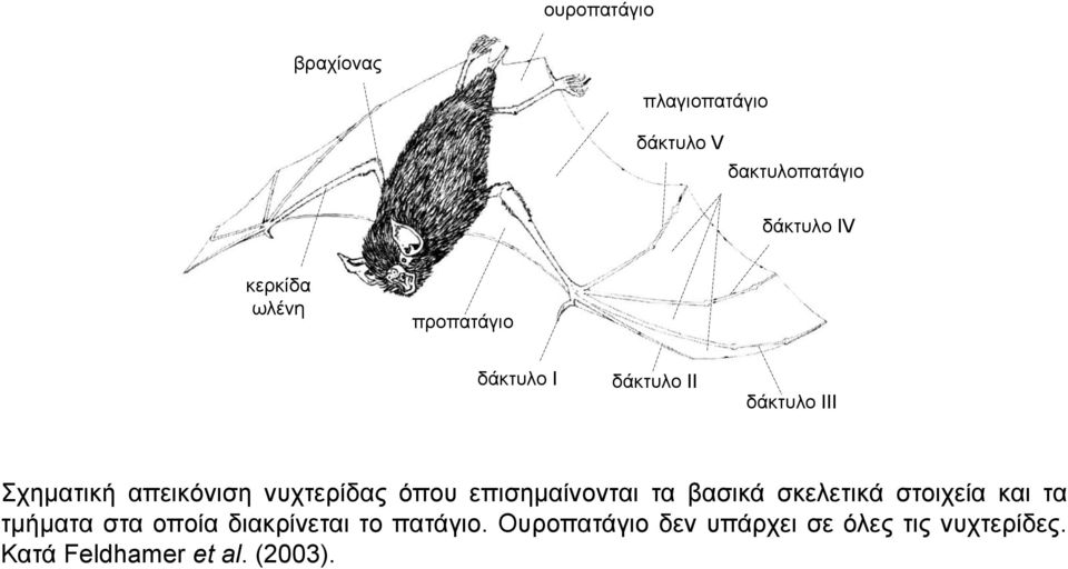 όπου επισημαίνονται τα βασικά σκελετικά στοιχεία και τα τμήματα στα οποία