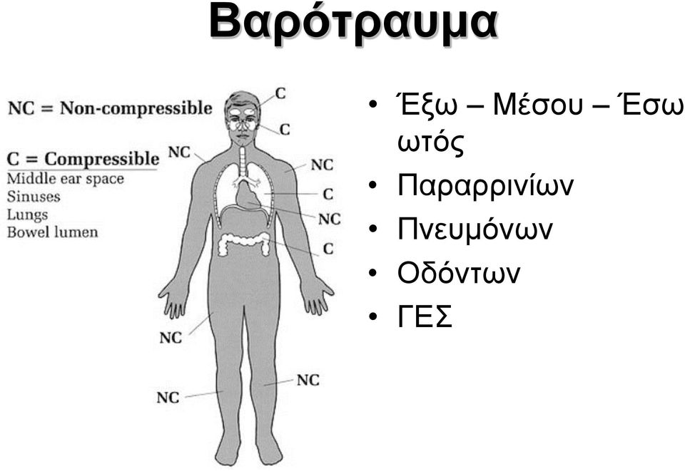 Παραρρινίων