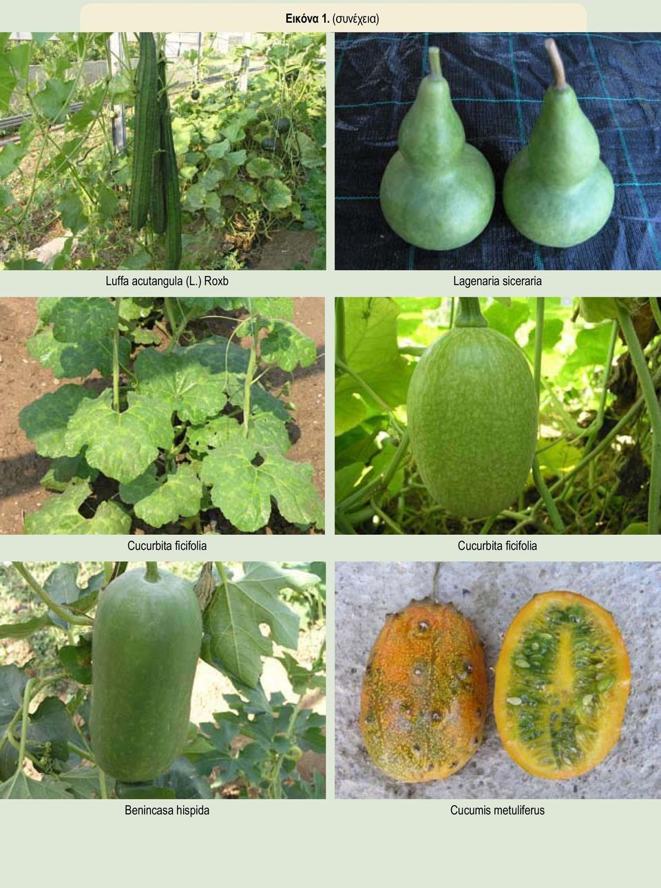 ) Roxb Lagenaria siceraria Cucurbita