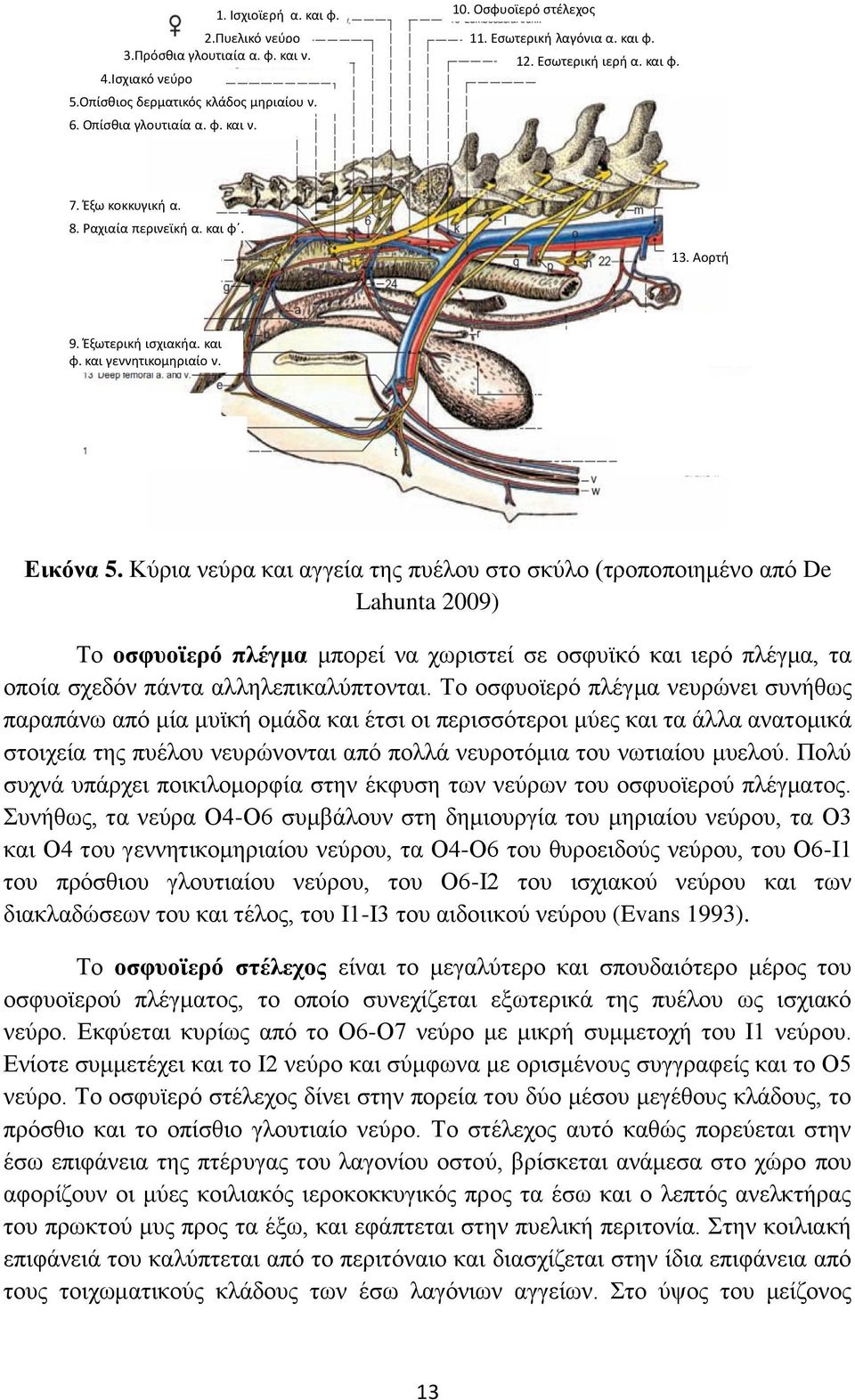 Κύρια νεύρα και αγγεία της πυέλου στο σκύλο (τροποποιημένο από De Lahunta 2009) Το οσφυοϊερό πλέγμα μπορεί να χωριστεί σε οσφυϊκό και ιερό πλέγμα, τα οποία σχεδόν πάντα αλληλεπικαλύπτονται.