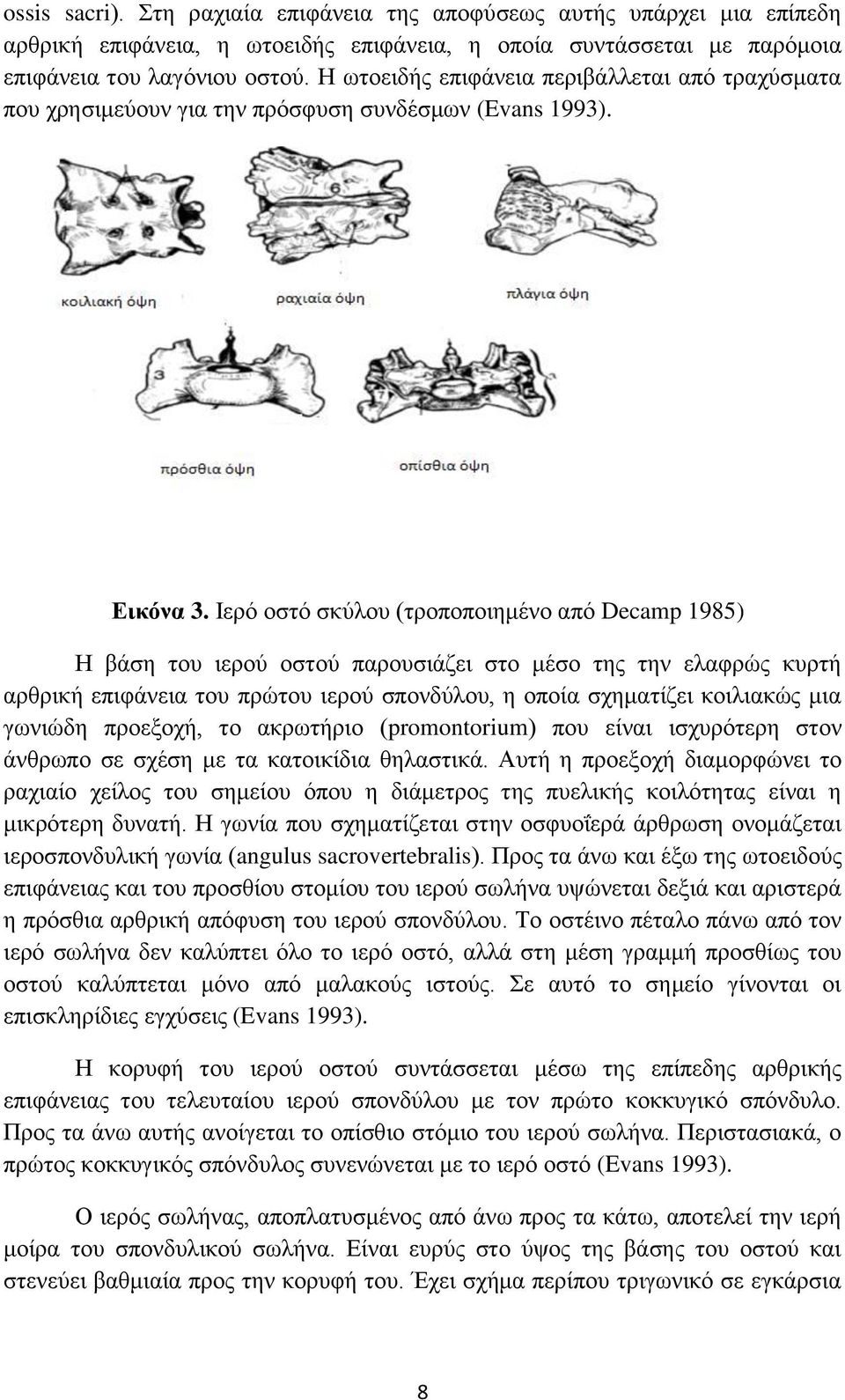 Ιερό οστό σκύλου (τροποποιημένο από Decamp 1985) Η βάση του ιερού οστού παρουσιάζει στο μέσο της την ελαφρώς κυρτή αρθρική επιφάνεια του πρώτου ιερού σπονδύλου, η οποία σχηματίζει κοιλιακώς μια