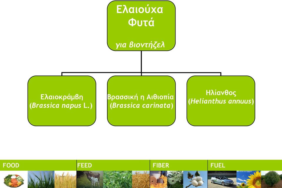 ) Βρασσική η Αιθιοπία (Brassica