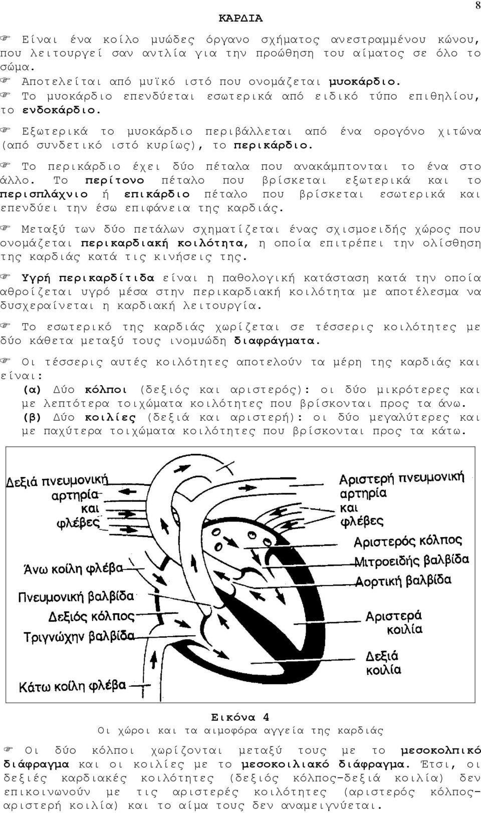 ένα ορογόνο χιτώνα Το περικάρδιο έχει δύο πέταλα που ανακάμπτονται το ένα στο άλλο.