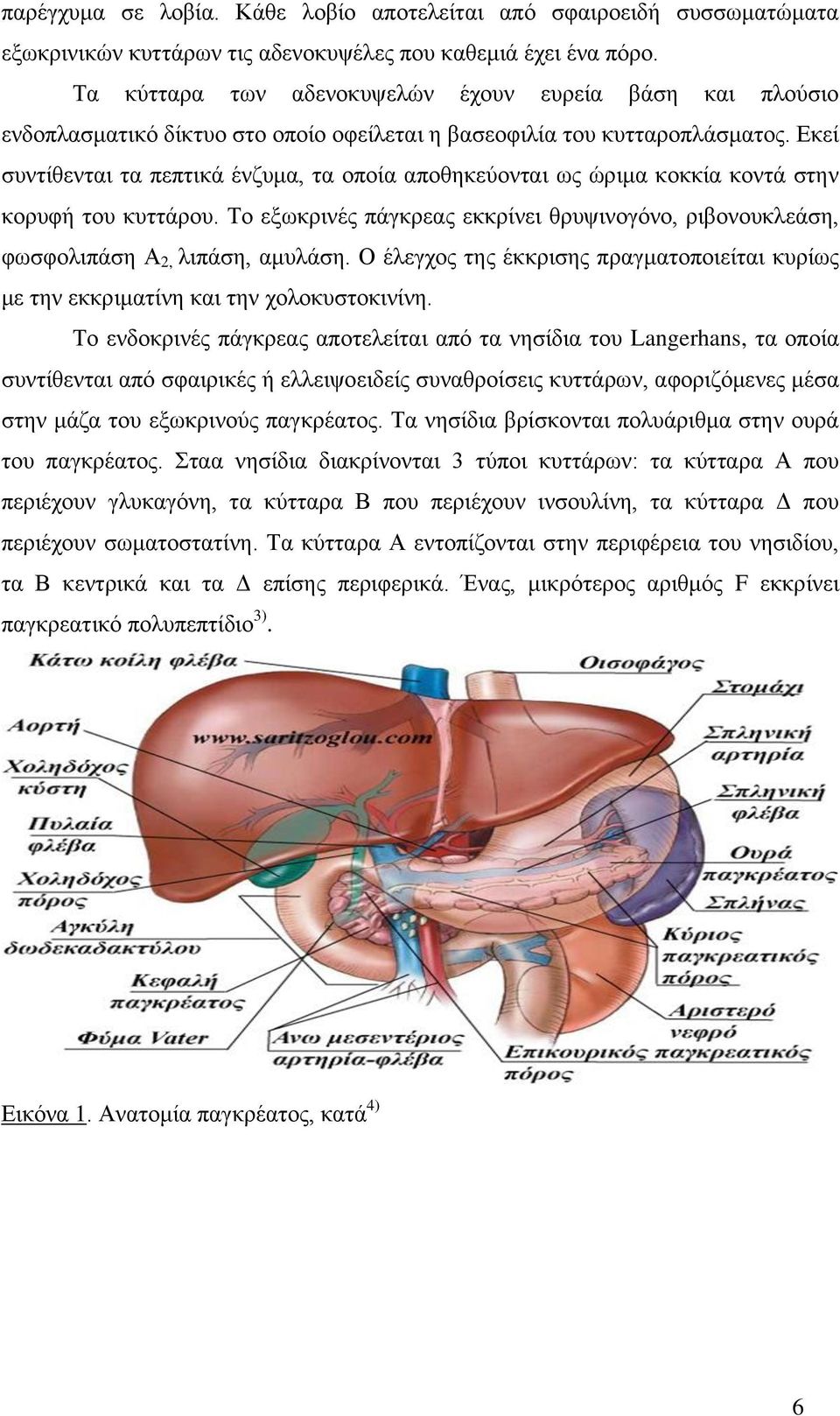 Εκεί συντίθενται τα πεπτικά ένζυμα, τα οποία αποθηκεύονται ως ώριμα κοκκία κοντά στην κορυφή του κυττάρου. Το εξωκρινές πάγκρεας εκκρίνει θρυψινογόνο, ριβονουκλεάση, φωσφολιπάση Α 2, λιπάση, αμυλάση.