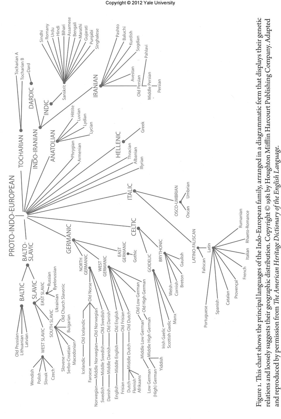 diagrammatic form that displays their genetic relations and loosely suggests their