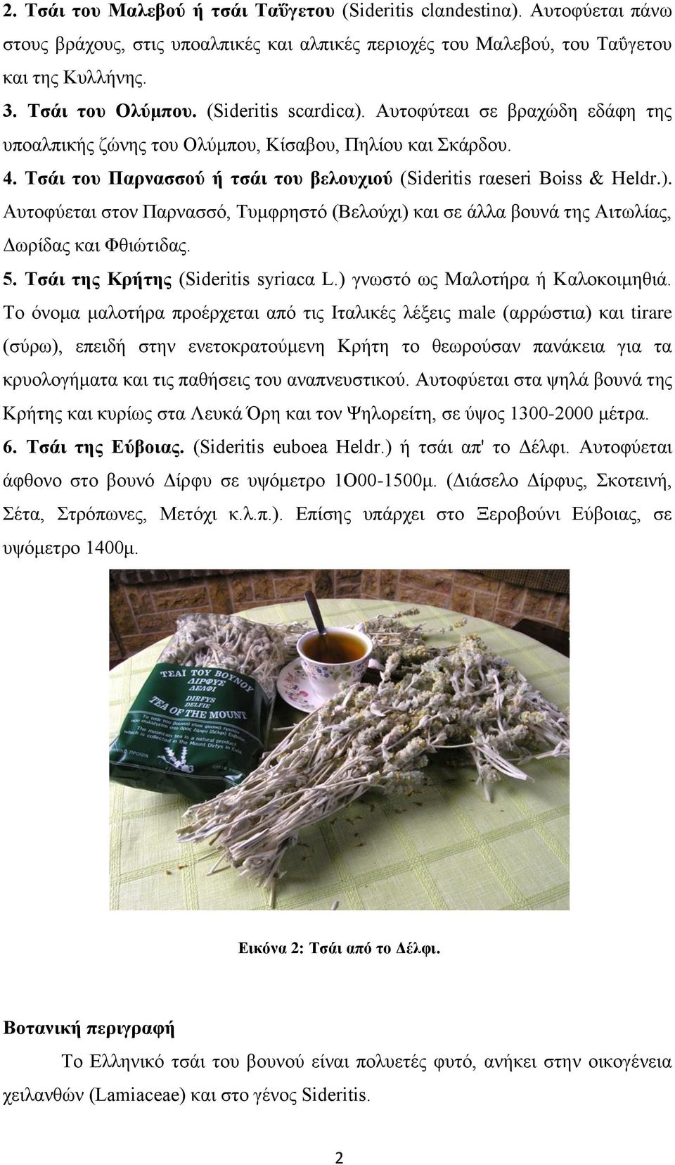 5. Τσάι της Κρήτης (Sideritis syriαcα L.) γνωστό ως Μαλοτήρα ή Καλοκοιμηθιά.