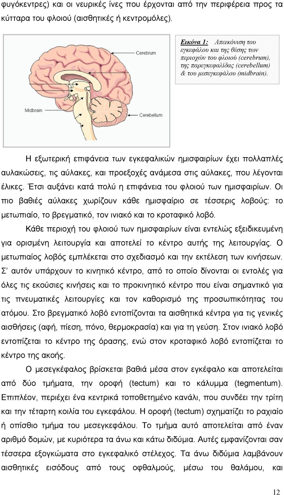 Η εξωτερική επιφάνεια των εγκεφαλικών ημισφαιρίων έχει πολλαπλές αυλακώσεις, τις αύλακες, και προεξοχές ανάμεσα στις αύλακες, που λέγονται έλικες.