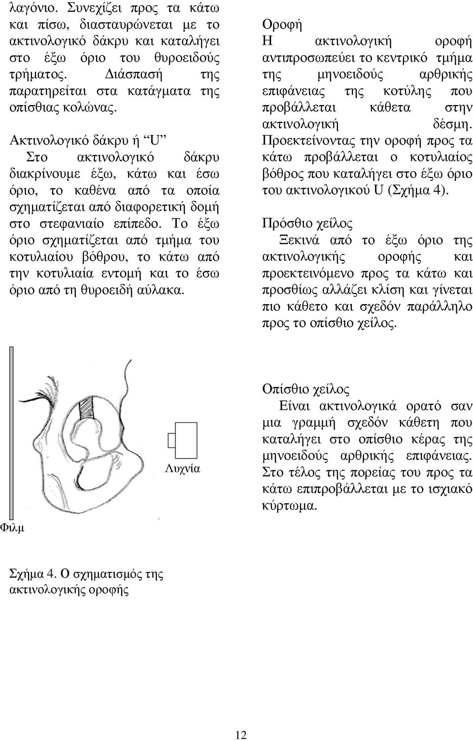 Το έξω όριο σχηµατίζεται από τµήµα του κοτυλιαίου βόθρου, το κάτω από την κοτυλιαία εντοµή και το έσω όριο από τη θυροειδή αύλακα.