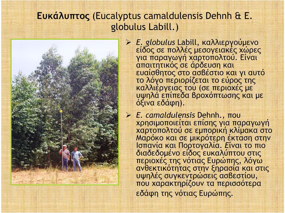 εδάφη). E. camaldulensis Dehnh., που χρησιµοποιείται επίσης για παραγωγή χαρτοπολτού σε εµπορική κλίµακα στο Μαρόκο και σε µικρότερη έκταση στην Ισπανία και Πορτογαλία.