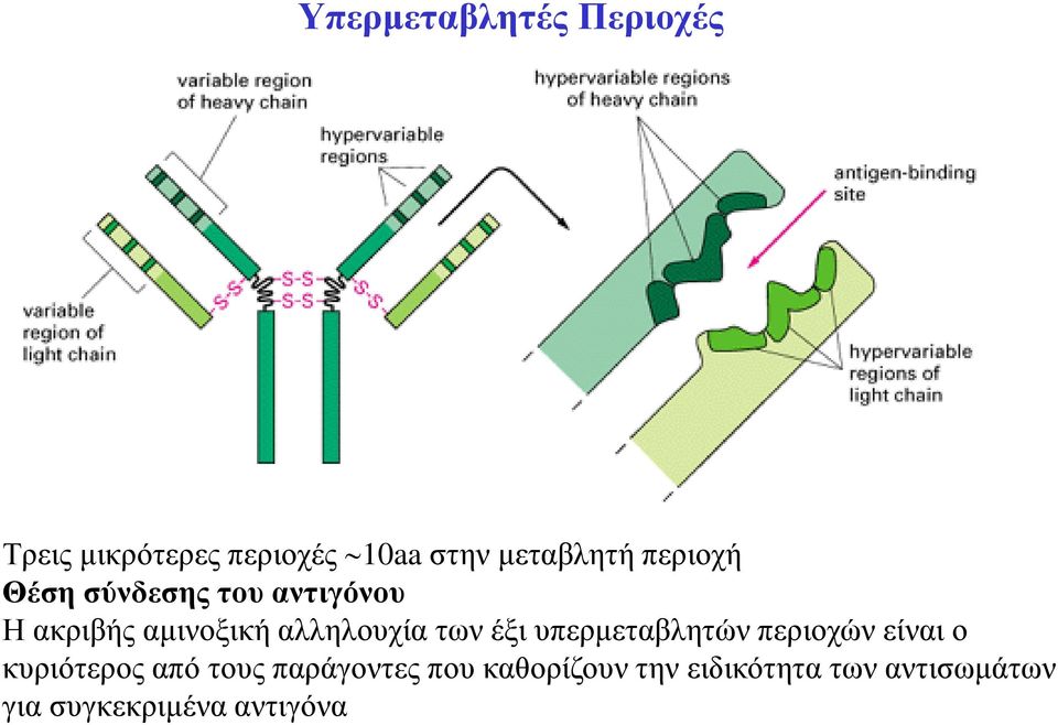 των έξι υπερµεταβλητών περιοχών είναι ο κυριότερος από τους