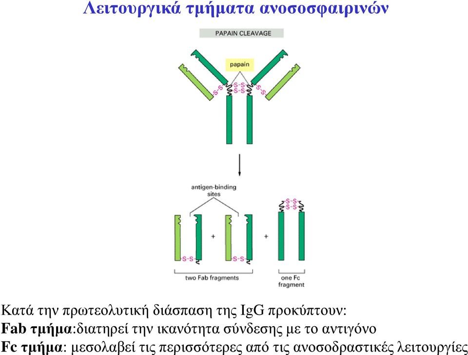 τµήµα:διατηρεί την ικανότητα σύνδεσης µε το αντιγόνο