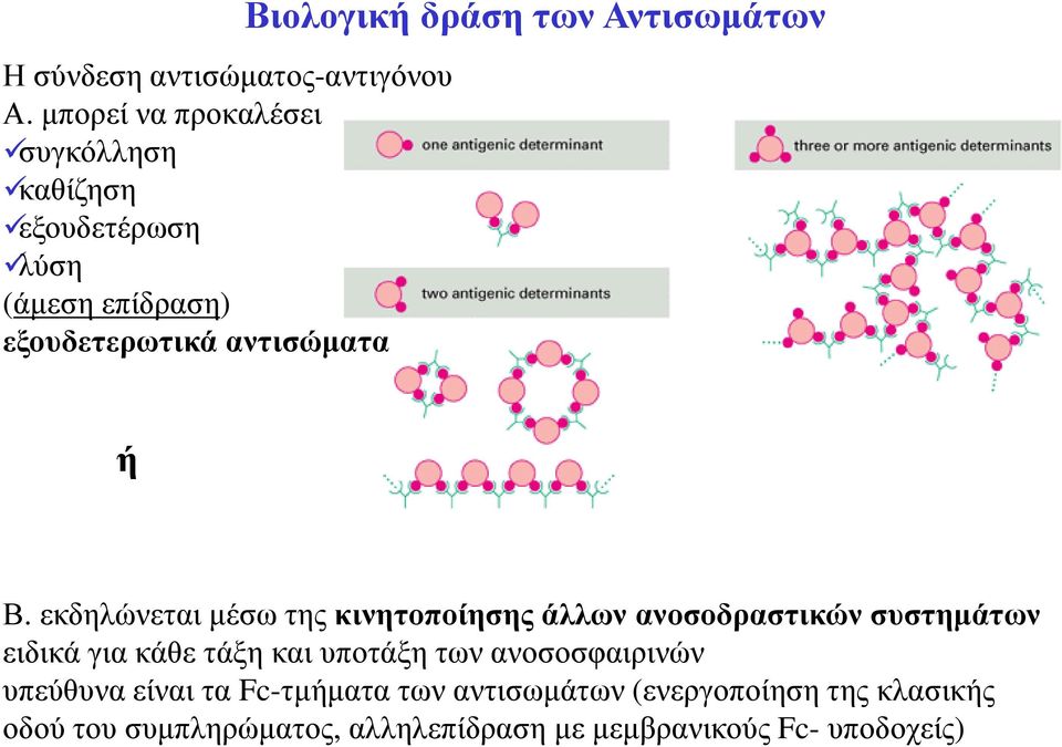 Βιολογική δράση των Αντισωµάτων ή Β.