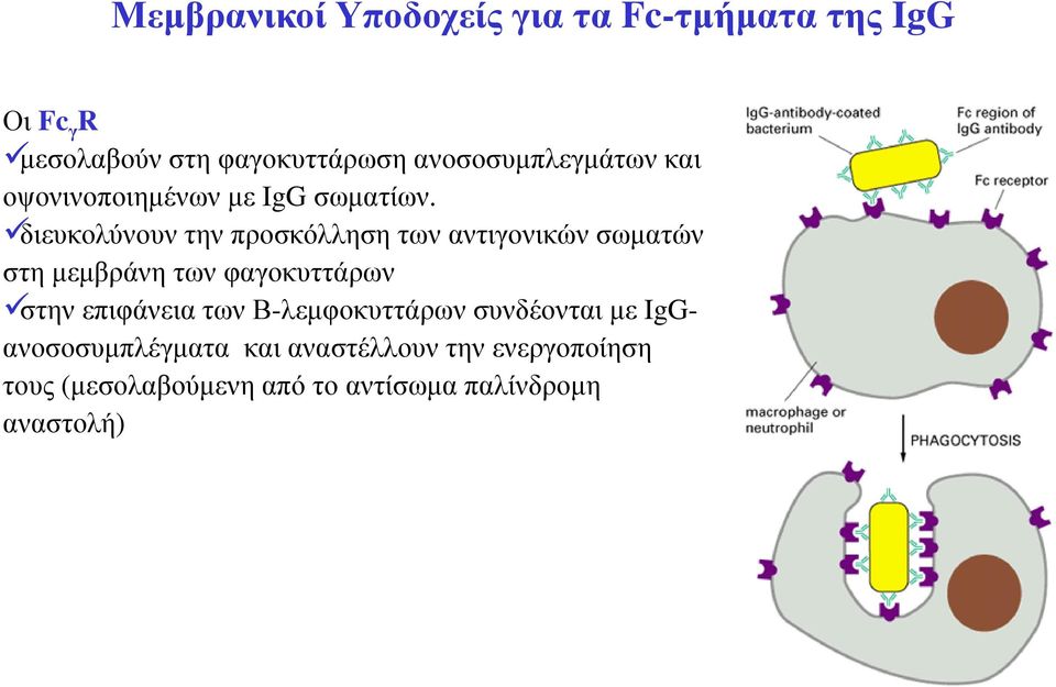 διευκολύνουν την προσκόλληση των αντιγονικών σωµατών στη µεµβράνη των φαγοκυττάρων στην