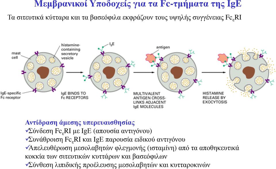 Fc ε RIκαι IgΕ παρουσία ειδικού αντιγόνου Απελευθέρωση µεσολαβητών φλεγµονής (ισταµίνη) από τα