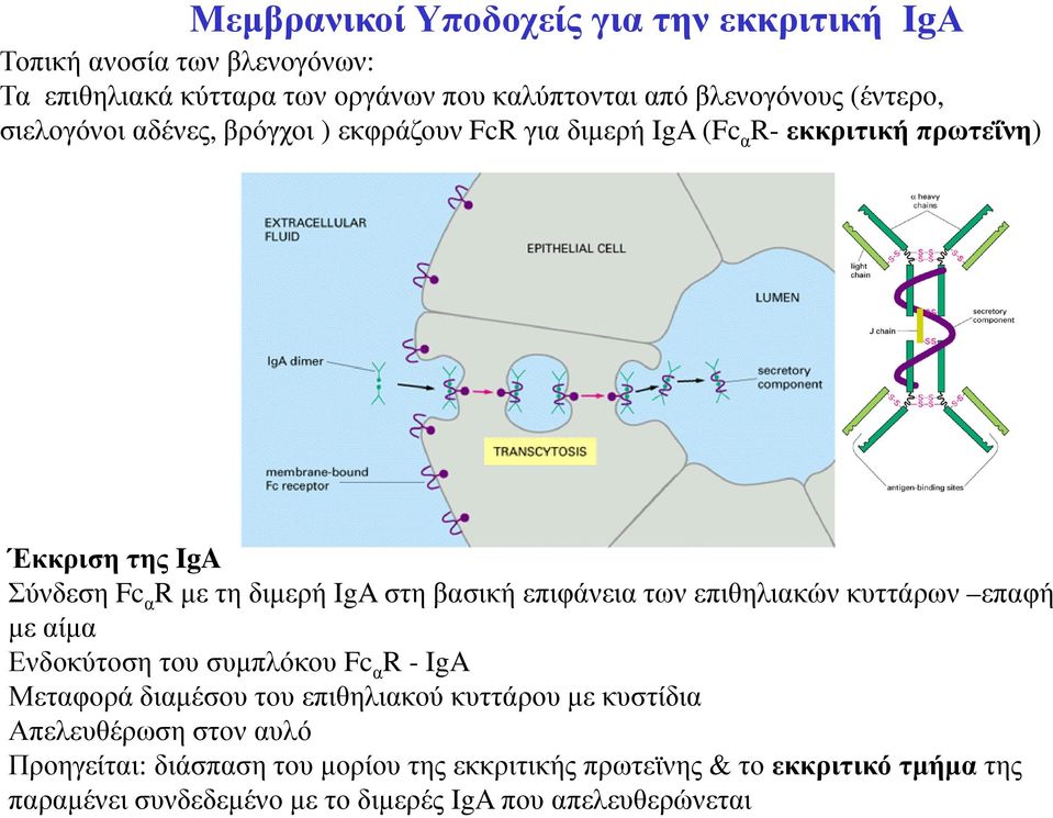 επιφάνεια των επιθηλιακών κυττάρων επαφή µε αίµα Ενδοκύτοση του συµπλόκου Fc α R - IgA Μεταφορά διαµέσου του επιθηλιακού κυττάρου µε κυστίδια